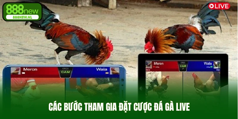Các bước tham gia đặt cược đá gà live
