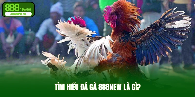 Tìm hiểu đá gà 888new là gì?